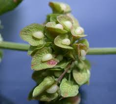 Attēlu rezultāti vaicājumam “Rumex aquaticus bud”