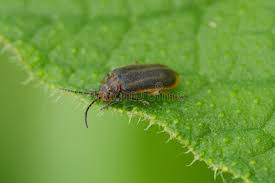 Attēlu rezultāti vaicājumam “Galerucella nymphaeae”