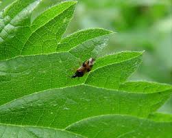 Attēlu rezultāti vaicājumam “Anthocoris nemorum”