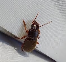 Attēlu rezultāti vaicājumam “Pseudoophonus rufipes”