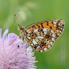 Attēlu rezultāti vaicājumam “Clossiana selene underside”