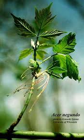 Attēlu rezultāti vaicājumam “Acer negundo”