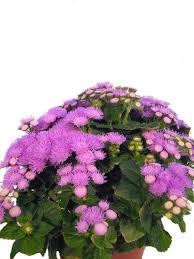 Image result for Leberbalsam