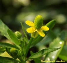 Attēlu rezultāti vaicājumam “Ranunculaceae”