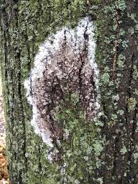 Attēlu rezultāti vaicājumam “Athelia arachnoidea”