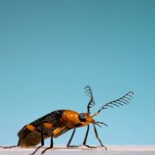 Attēlu rezultāti vaicājumam “Pyrochroidae imago”