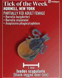 Attēlu rezultāti vaicājumam “Ixodes female”