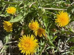 Attēlu rezultāti vaicājumam “Taraxacum officinale aggr. fruit”