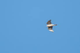 Image result for Goshawks G C