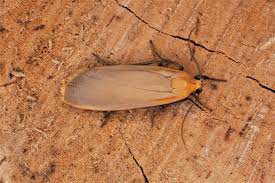 Attēlu rezultāti vaicājumam “Eilema depressa”