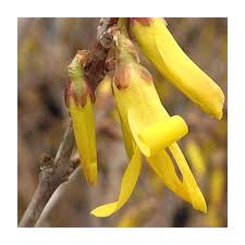 Attēlu rezultāti vaicājumam “Forsythia suspensa flower”