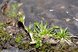 Attēlu rezultāti vaicājumam “Sagina procumbens”