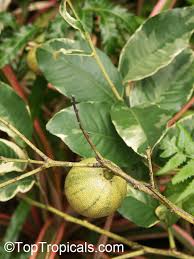 Attēlu rezultāti vaicājumam “Juglans x sinensis fruit”