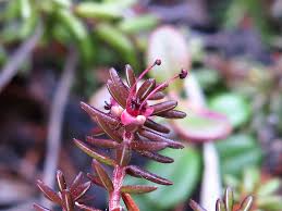 Attēlu rezultāti vaicājumam “Empetrum nigrum flower”