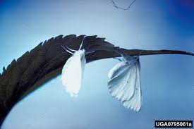 Attēlu rezultāti vaicājumam “Ennomos autumnaria male”