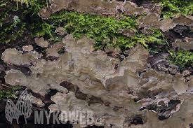 Attēlu rezultāti vaicājumam “Cystostereum murrayi”