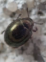 Attēlu rezultāti vaicājumam “Cytilus sericeus”