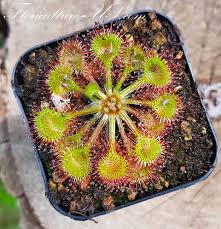 Attēlu rezultāti vaicājumam “Drosera rotundifolia”