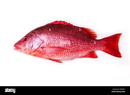 Image result for Lutjanus campechanus