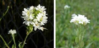 Attēlu rezultāti vaicājumam “Berteroa incana fruit”