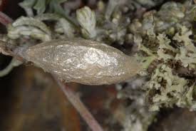 Attēlu rezultāti vaicājumam “Zygaena cocoon”