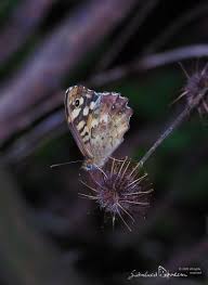 Attēlu rezultāti vaicājumam “Pararge aegeria underside”