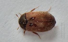 Attēlu rezultāti vaicājumam “Attagenus smirnovi”