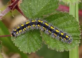 Attēlu rezultāti vaicājumam “Callimorpha dominula larva”