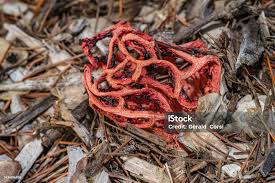 Attēlu rezultāti vaicājumam “Clathrus ruber”