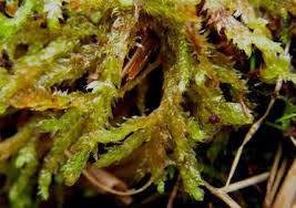 Attēlu rezultāti vaicājumam “Breidleria pratensis”