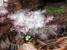 Attēlu rezultāti vaicājumam “Phlebia centrifuga”