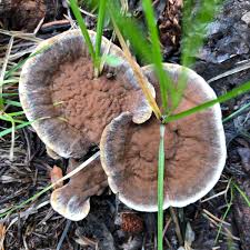 Attēlu rezultāti vaicājumam “Onnia triquetra”