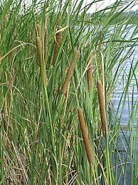Attēlu rezultāti vaicājumam “Typha angustifolia  fruit”