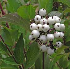 Attēlu rezultāti vaicājumam “Cornus alba”