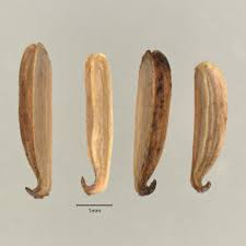 Attēlu rezultāti vaicājumam “Triglochin palustre fruit”