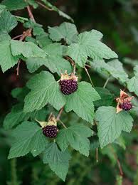 Attēlu rezultāti vaicājumam “Rubus nessensis fruit”