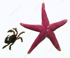 Image result for Asterias rubens