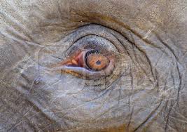 Image result for sad elephant