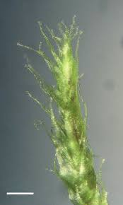 Attēlu rezultāti vaicājumam “Antitrichia curtipendula macro”