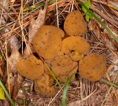 Attēlu rezultāti vaicājumam “Leotia lubrica”