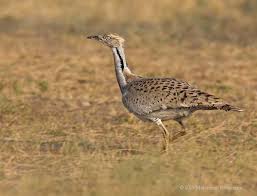 Image result for Chlamydotis macqueenii