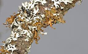 Attēlu rezultāti vaicājumam “Tuckermannopsis chlorophylla”