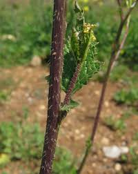 Attēlu rezultāti vaicājumam “Sinapis arvensis”