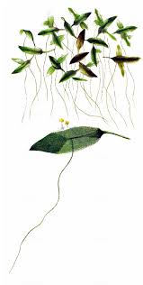 Attēlu rezultāti vaicājumam “Lemna trisulca”