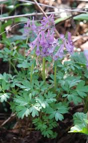 Attēlu rezultāti vaicājumam “Corydalis solida fruit”