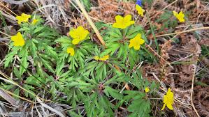 Attēlu rezultāti vaicājumam “Anemone ranunculoides leaf”