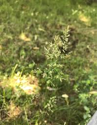 Attēlu rezultāti vaicājumam “Poa compressa leaf”