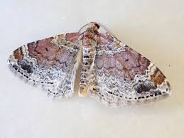 Attēlu rezultāti vaicājumam “Xanthorhoe spadicearia”