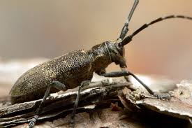 Attēlu rezultāti vaicājumam “Monochamus galloprovincialis”