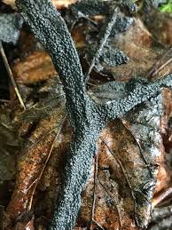 Attēlu rezultāti vaicājumam “Lindbladia tubulina spores”